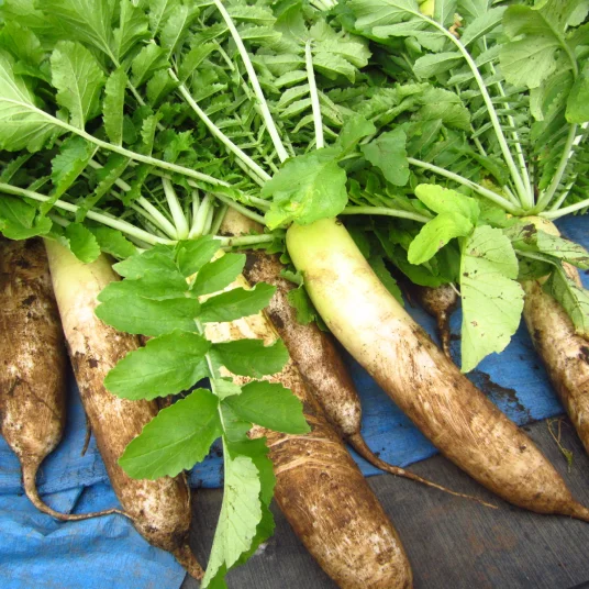 Shiobara Kougen Daikon radish Mid of September to November