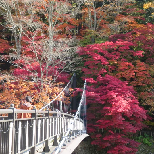 紅葉 10月中旬～11月