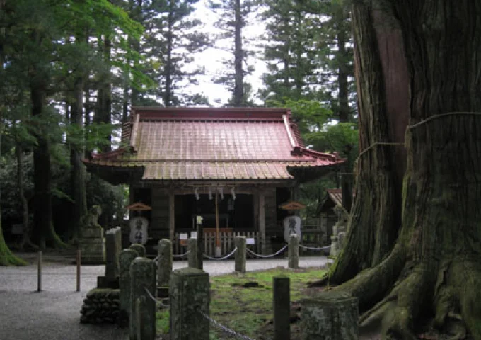 塩原八幡宮 / 逆杉