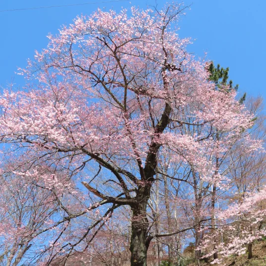 桜／ヤシオツツジ 4月中旬～下旬