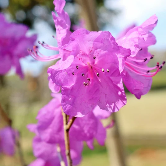 Cherry Blossom / Yashio Tsutsuji Mid to end of April