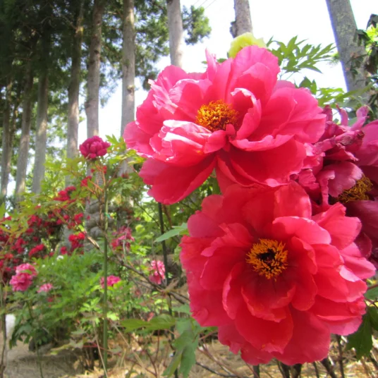 Peony Festival Myounji Temple, May