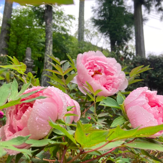 Shiobara Onsen Peony Festival at Myounji Temple Early to late May