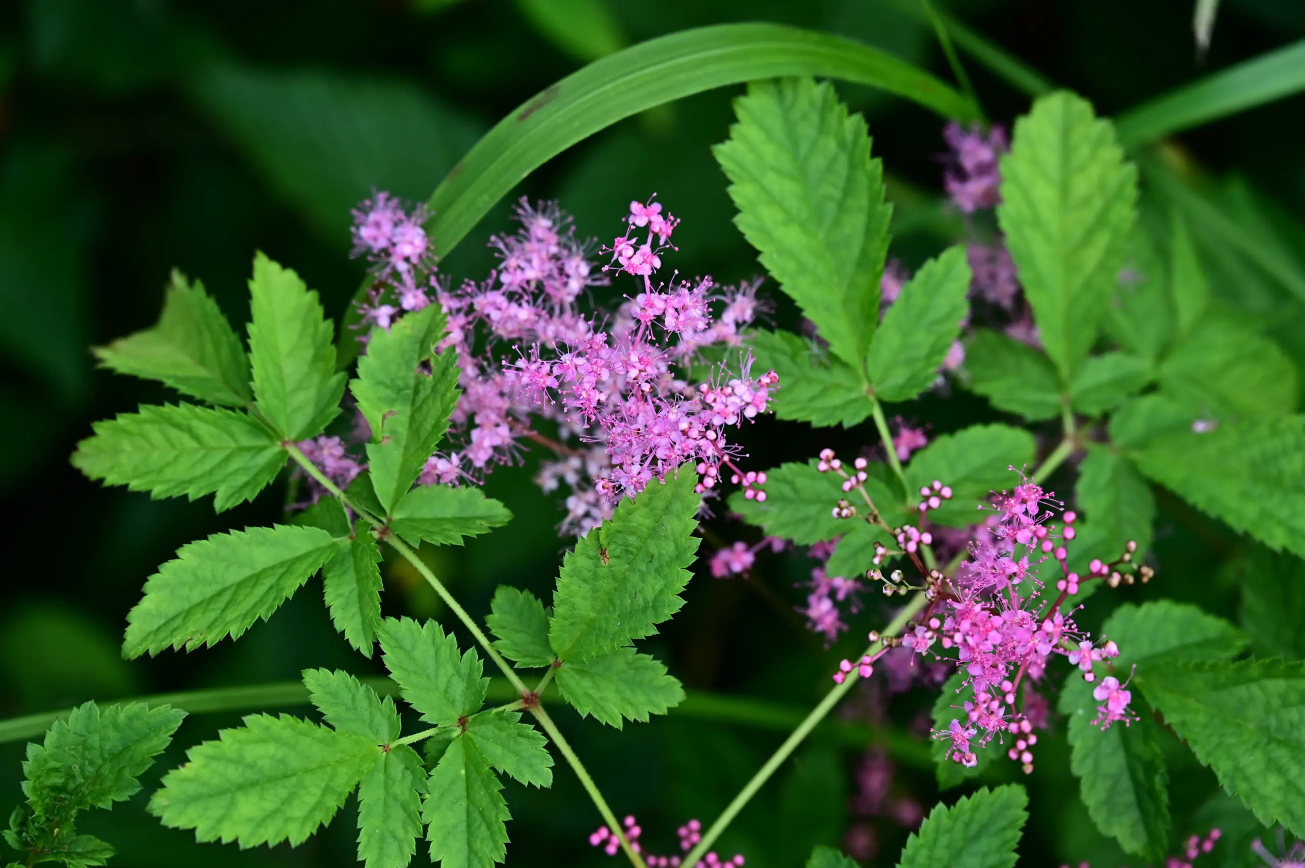 ノハナショウブ