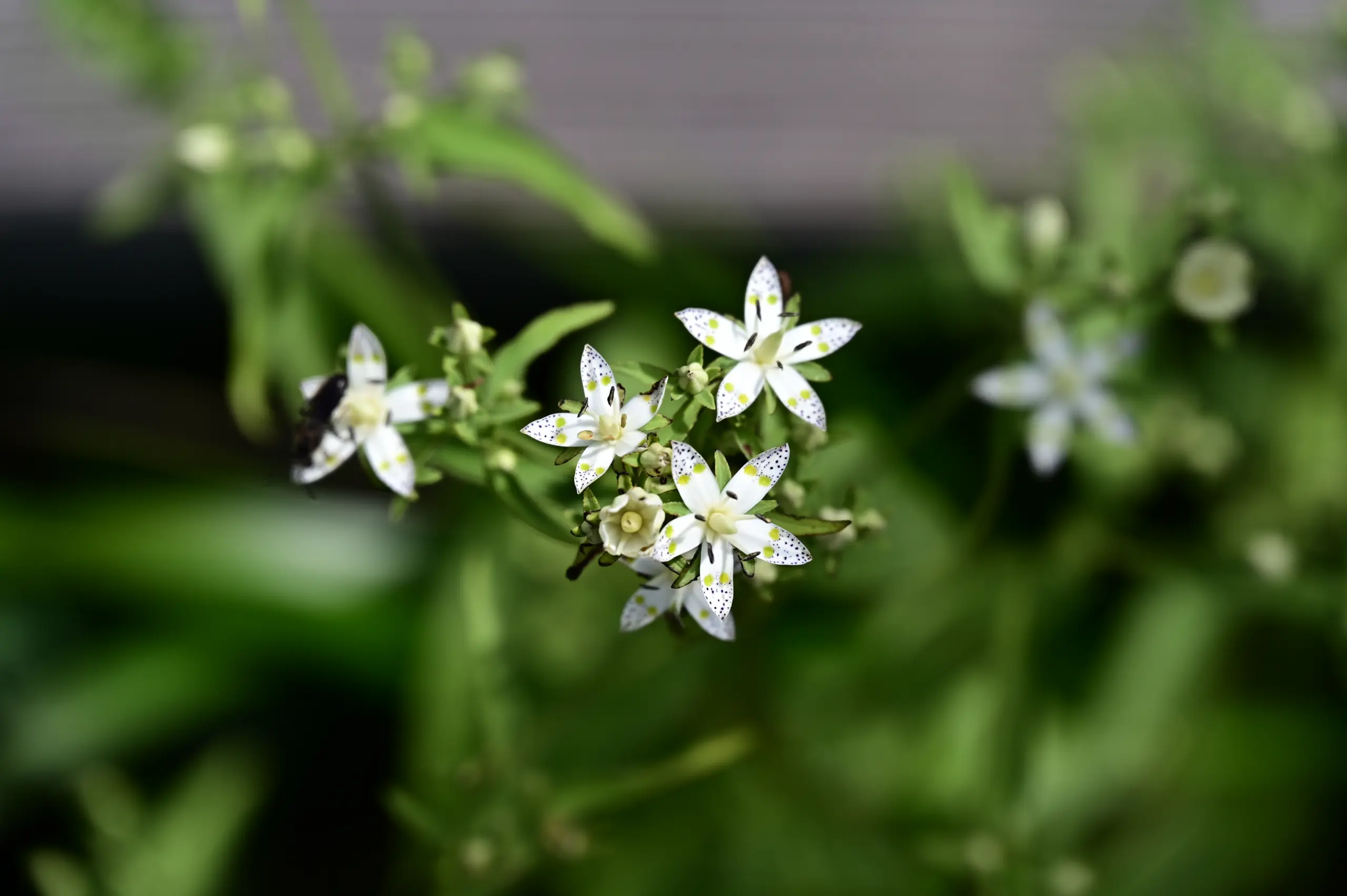 อาเคโบโนโซ