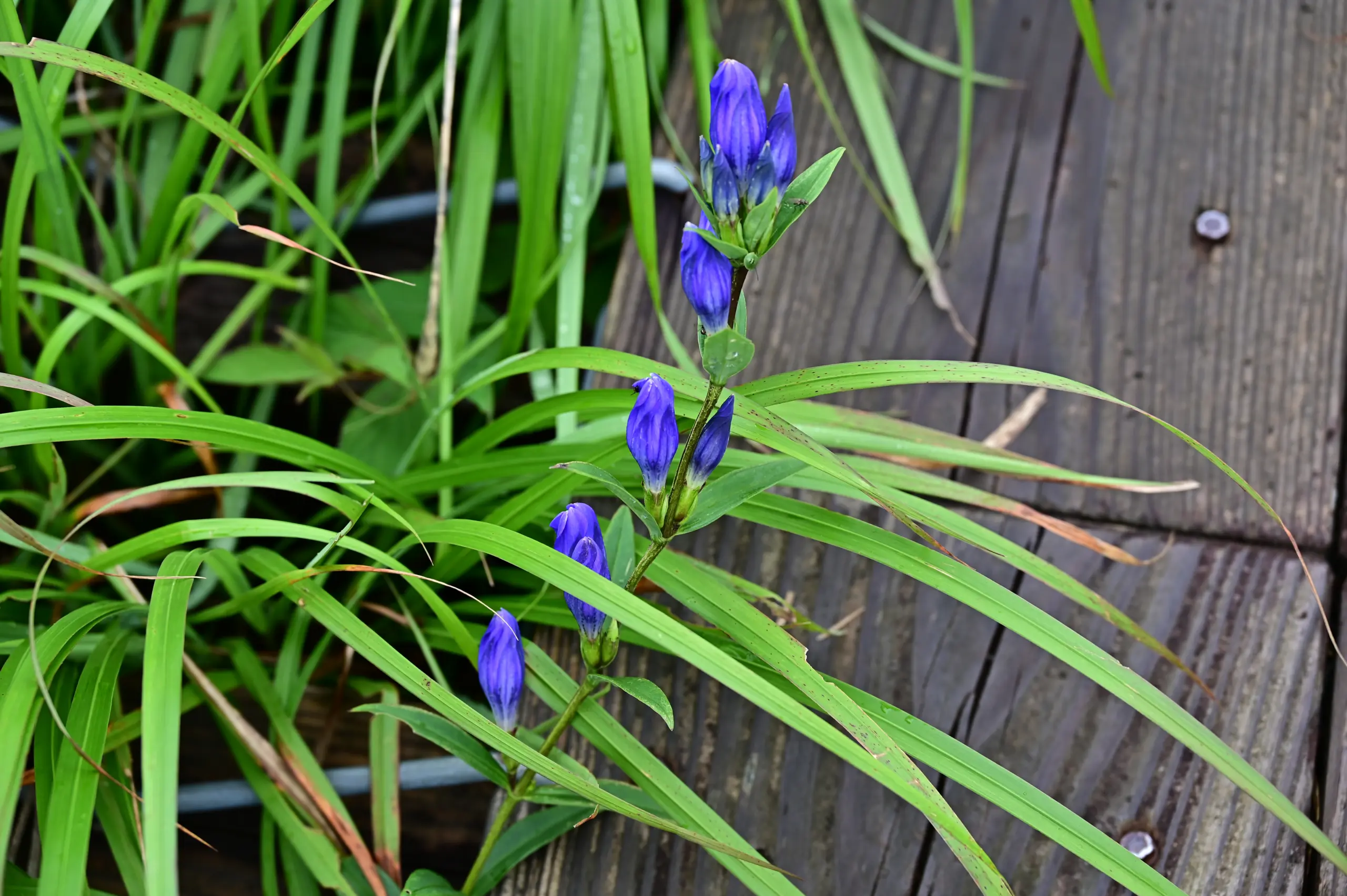 เจนเทียนไซบีเรีย