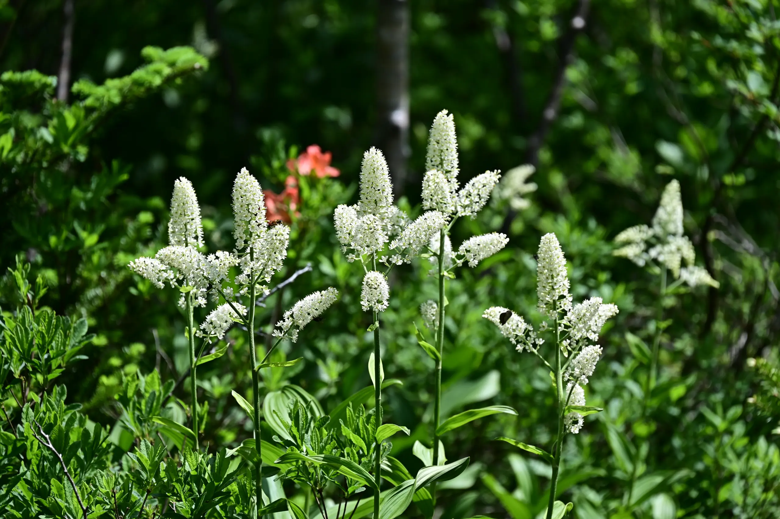 ดิพลอคาร์ปัส นิกริแคนส์