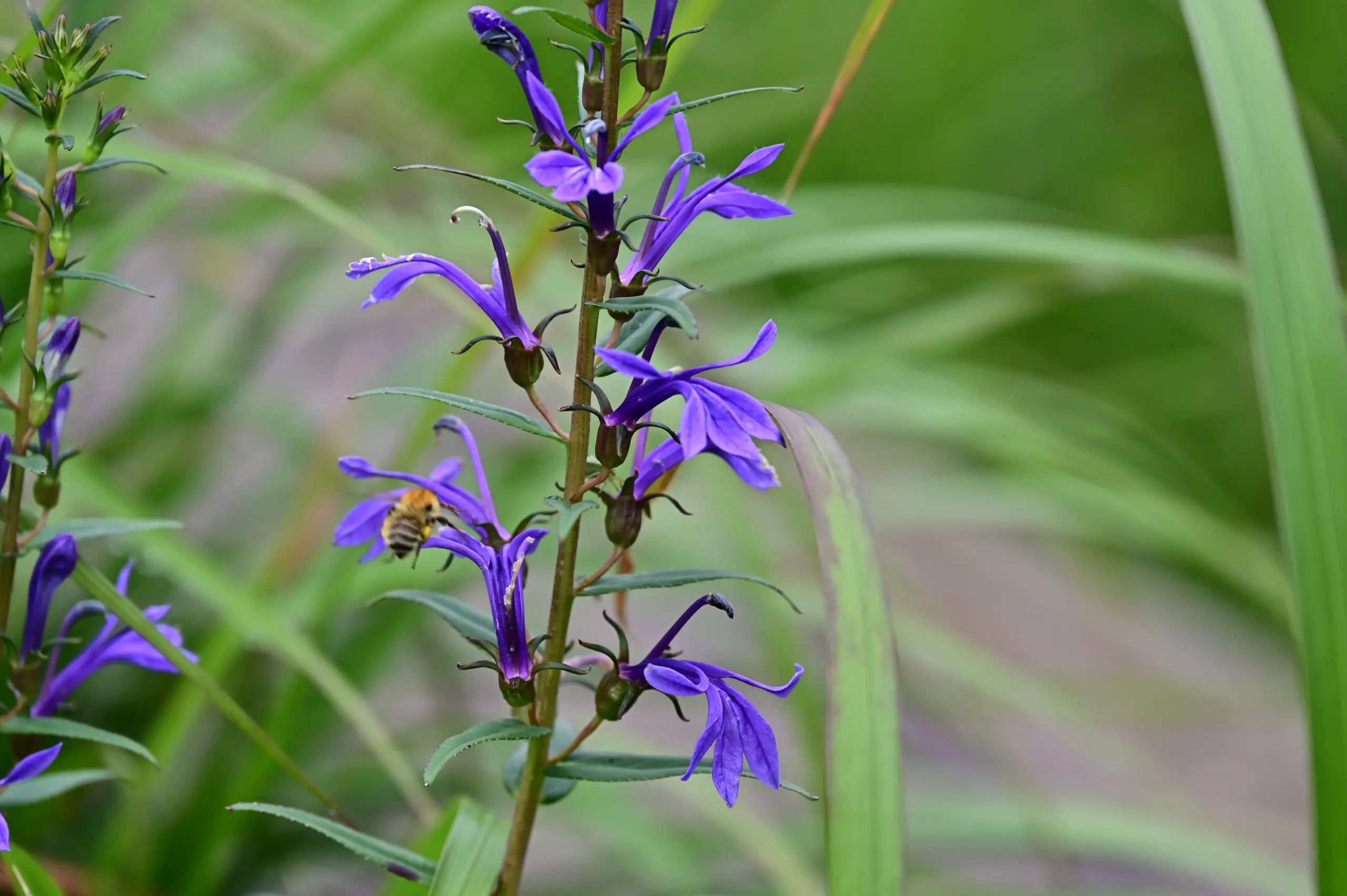 ดอกระฆังน้ำ