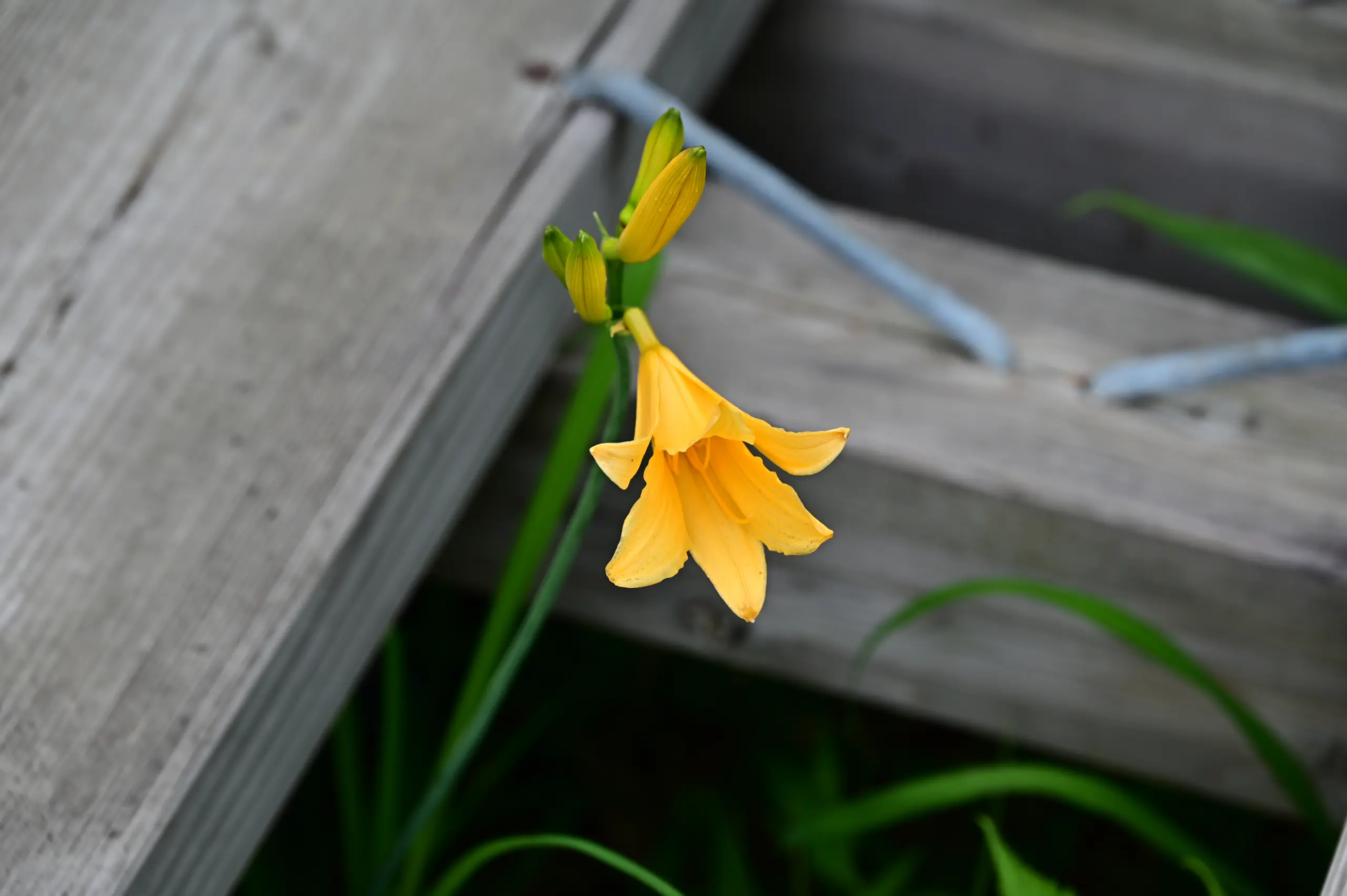 ดอกลิลลี่