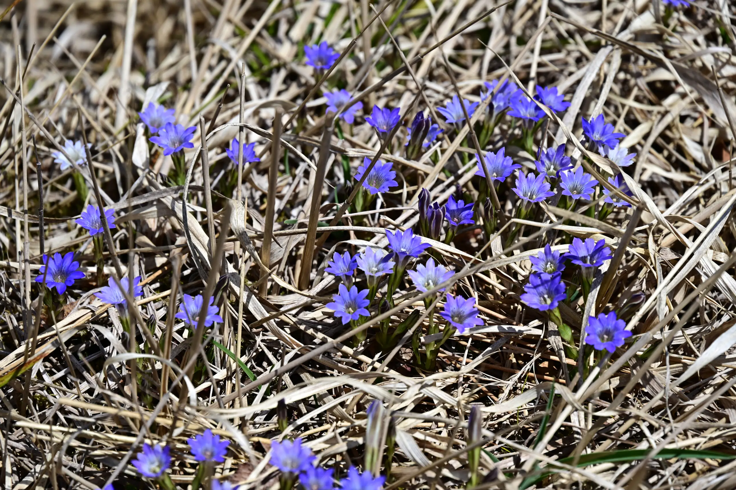 เจนเทียนฤดูใบไม้ผลิ