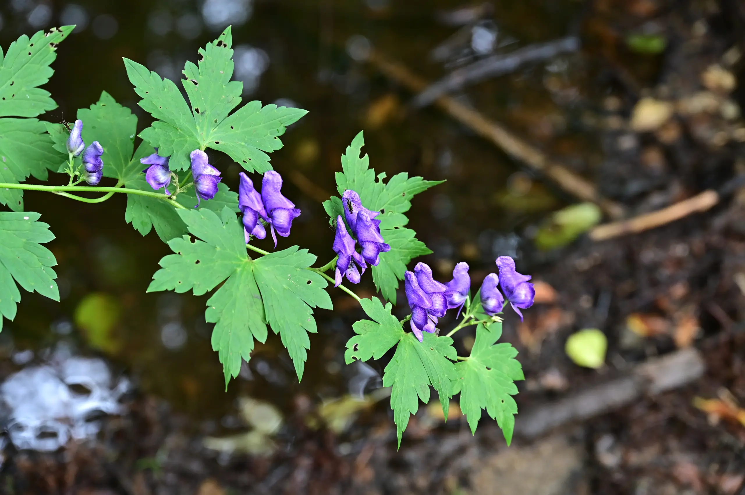 อะโคไนต์