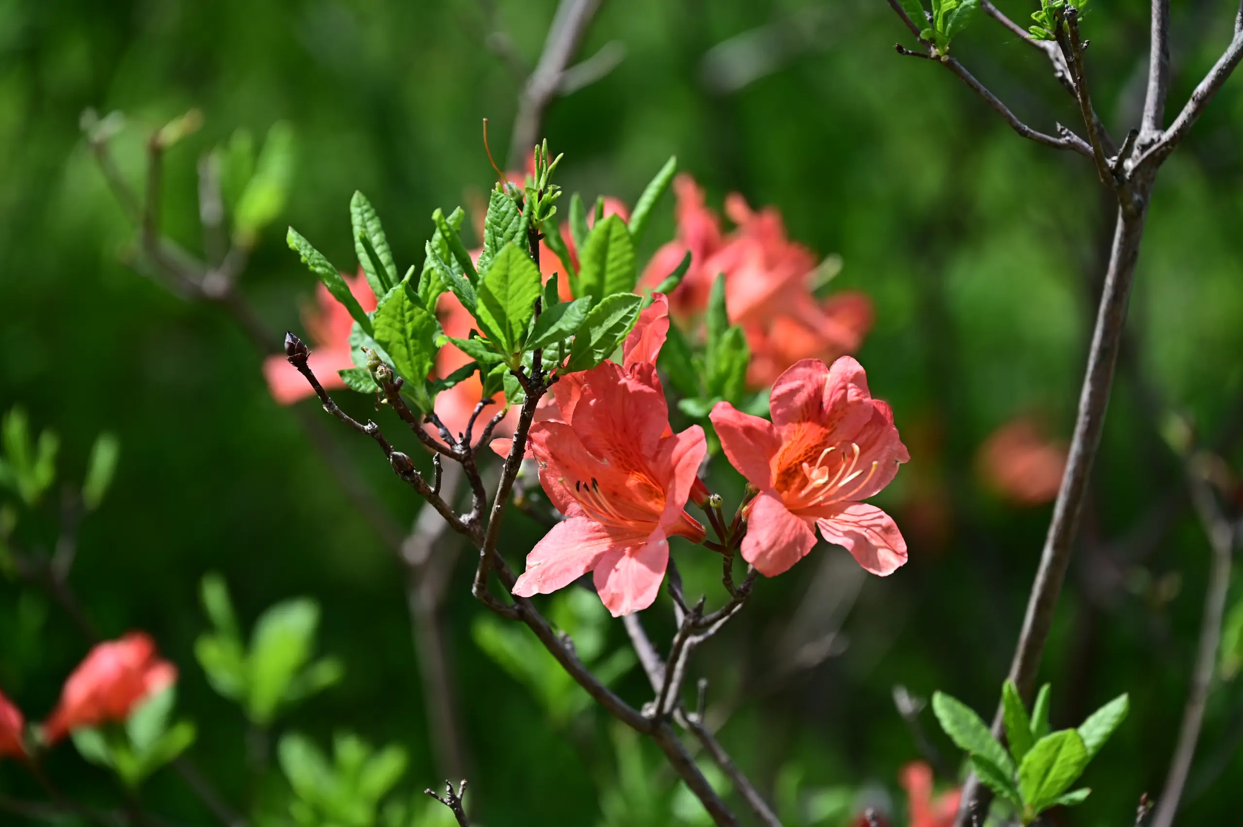 เรนเก อาซาเลีย