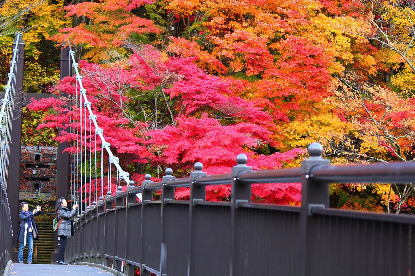 紅葉（紅の吊橋）