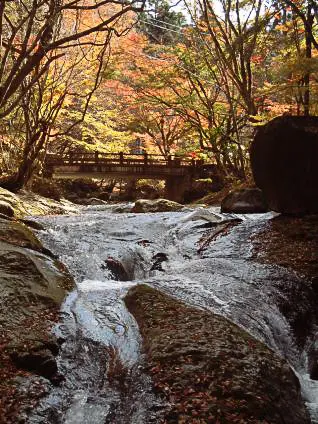 โคทาโรกาฟุจิ