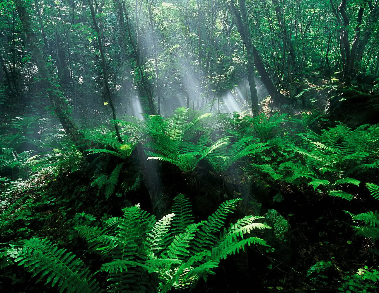 สุขคันซอ