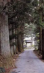 Cedar trees in front of Kotokuji Temple