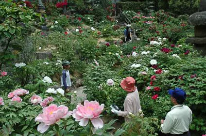 ดอกโบตั๋น (ในบริเวณวัดเมียวุนจิ)