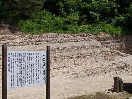 สวนฟอสซิลใบไม้