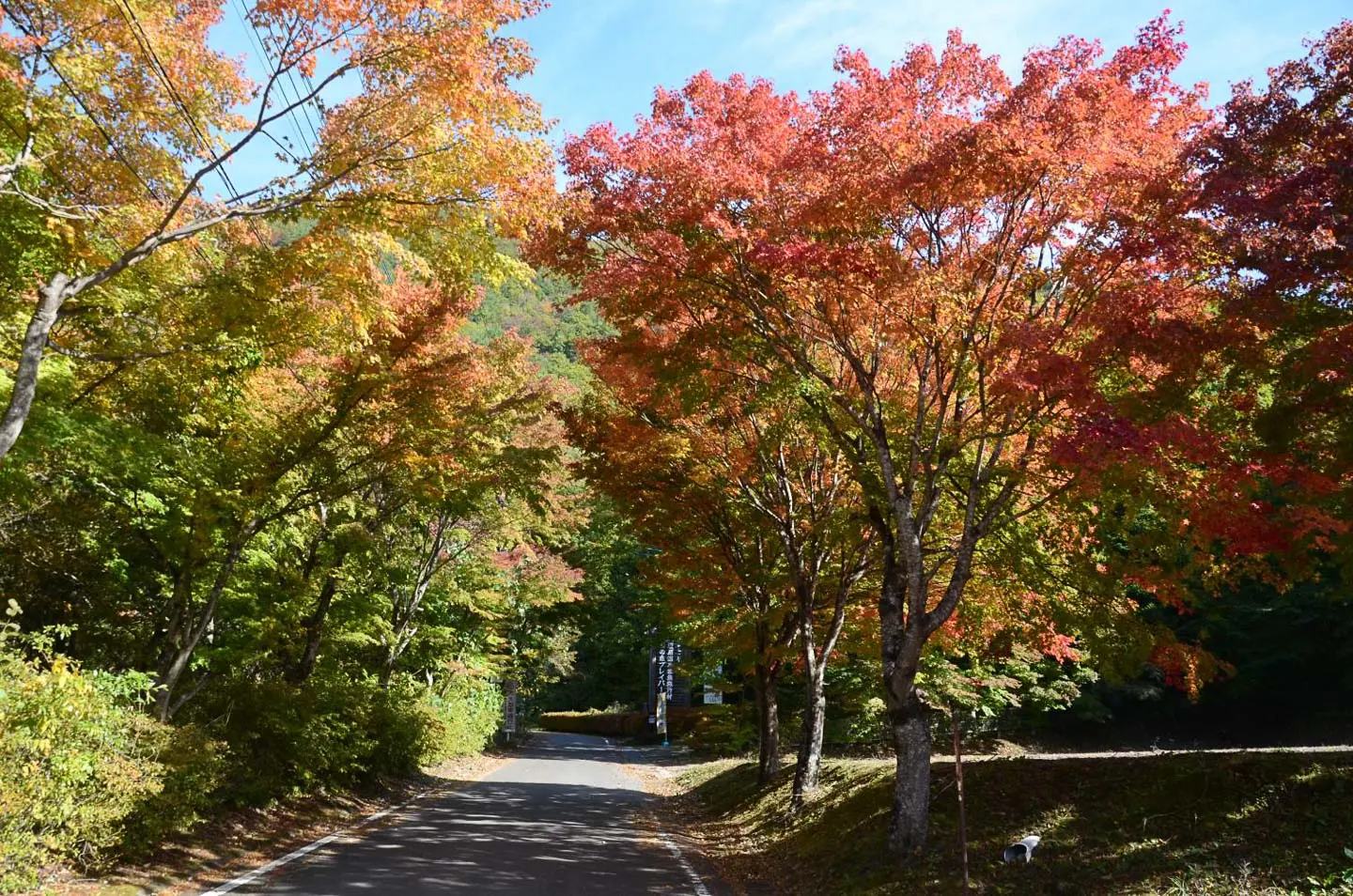 ใบไม้ร่วงที่สวนสนุกฮาโกโนโมริ