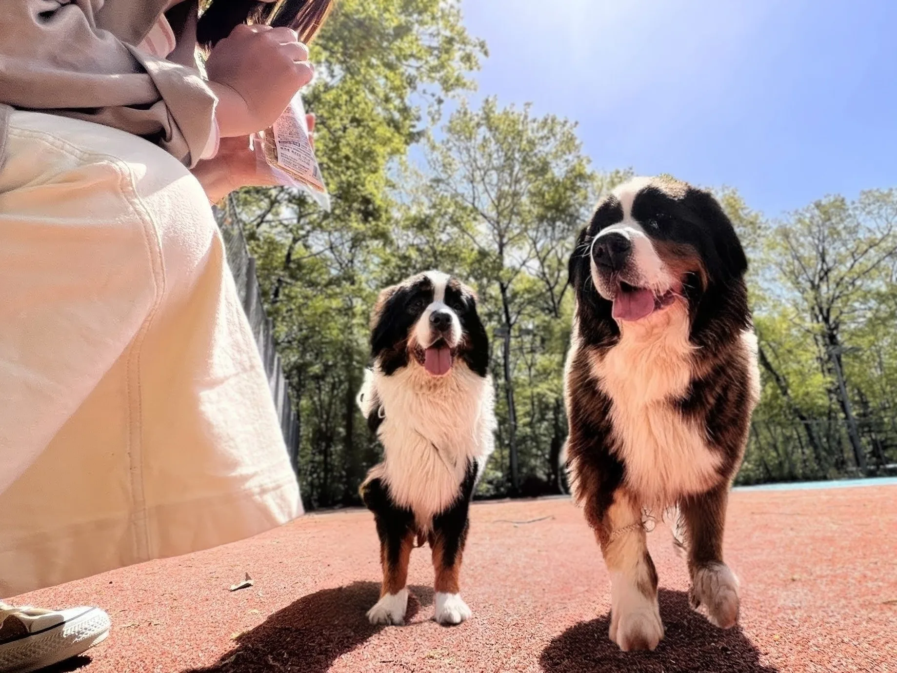 Forest Dog Run