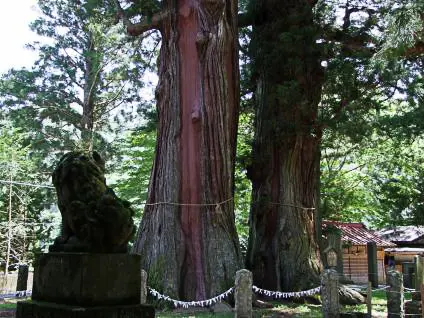 ต้นซีดาร์กลับด้าน