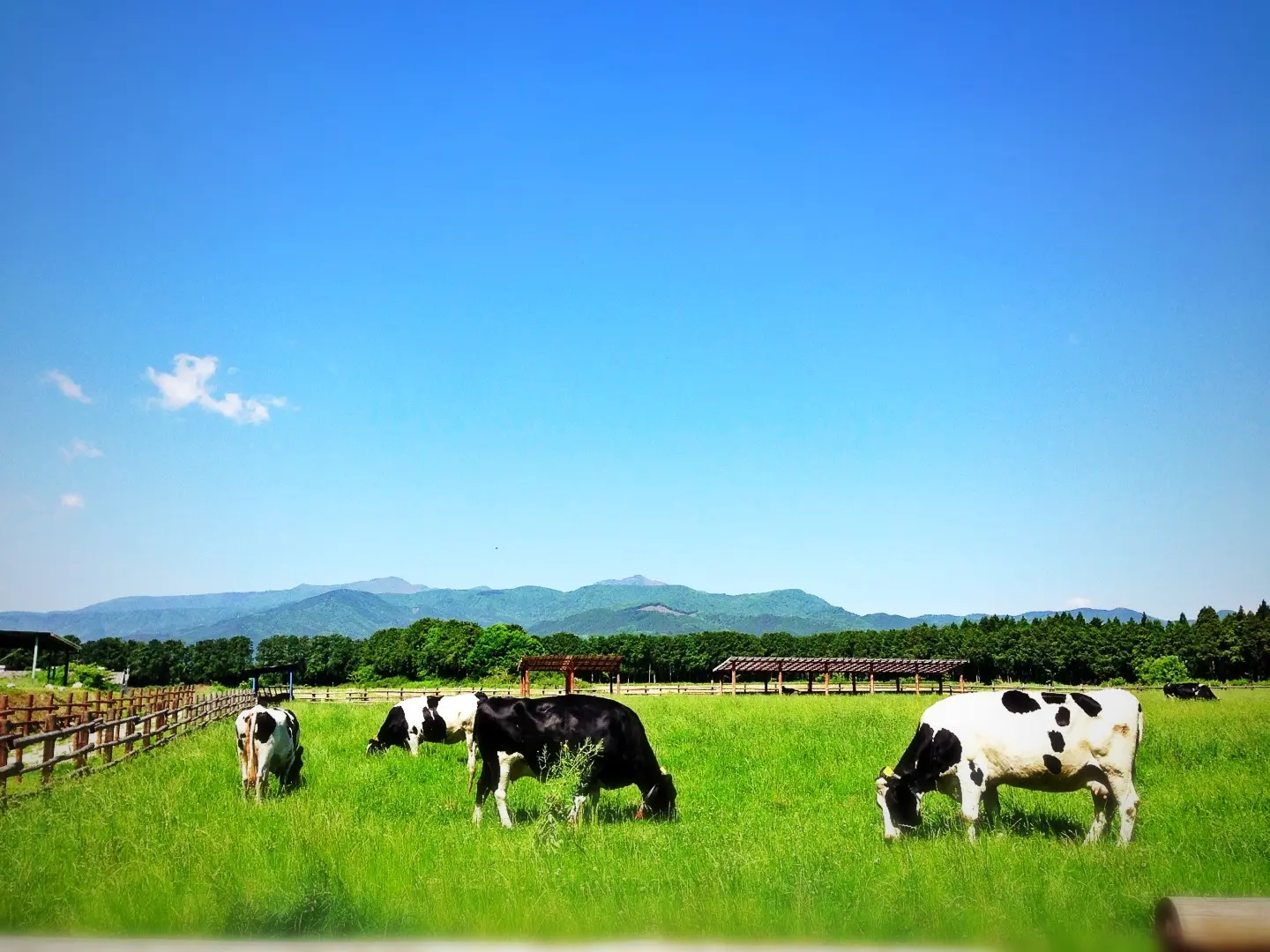 นิชินาสึโนะ