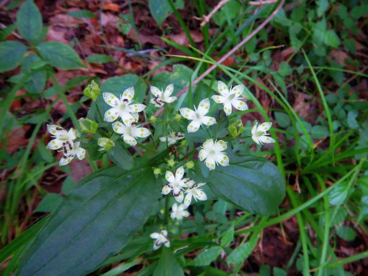 อาเคโบโนโซ