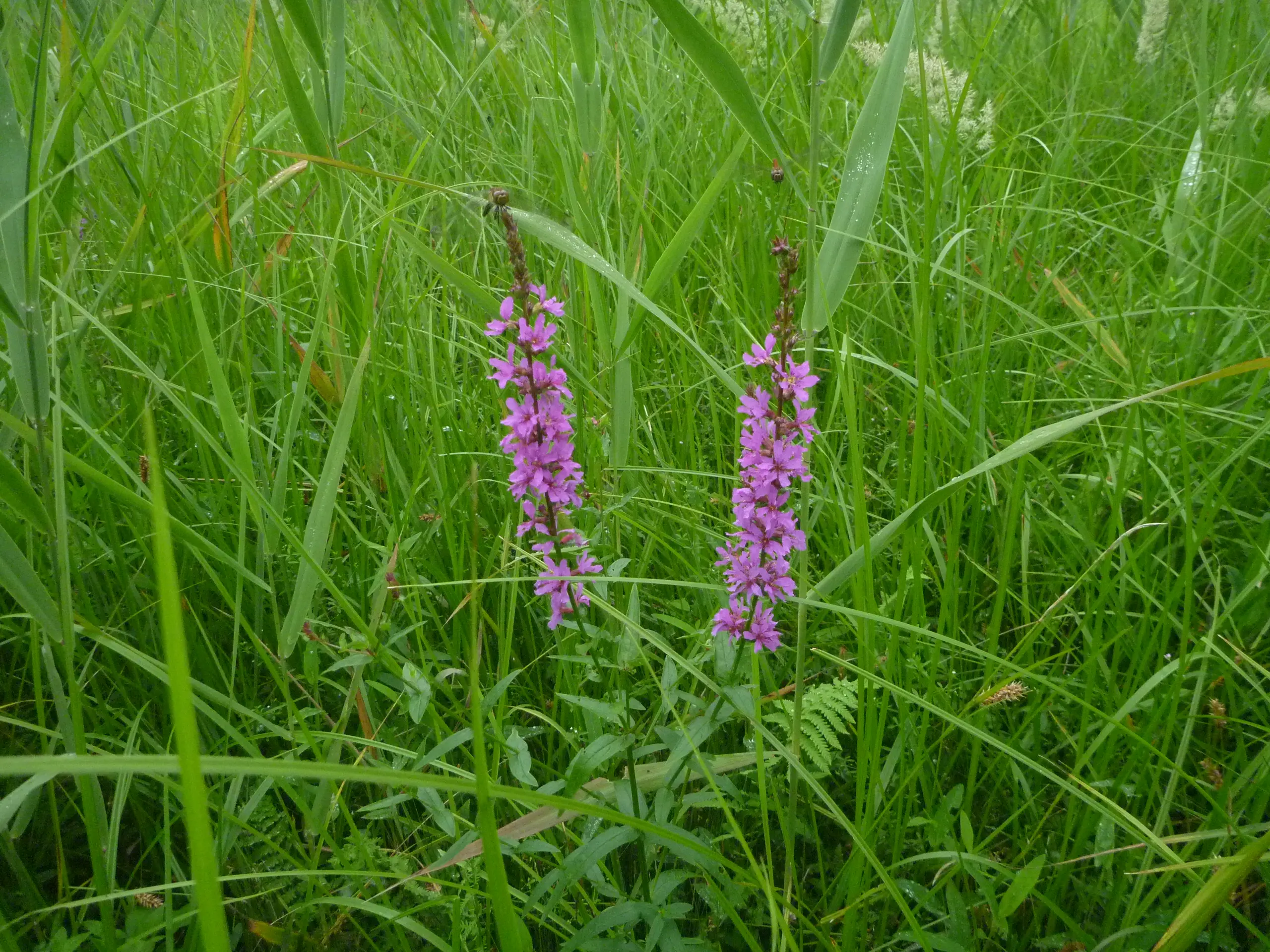 ต้นลูสไตรฟ์สีม่วง