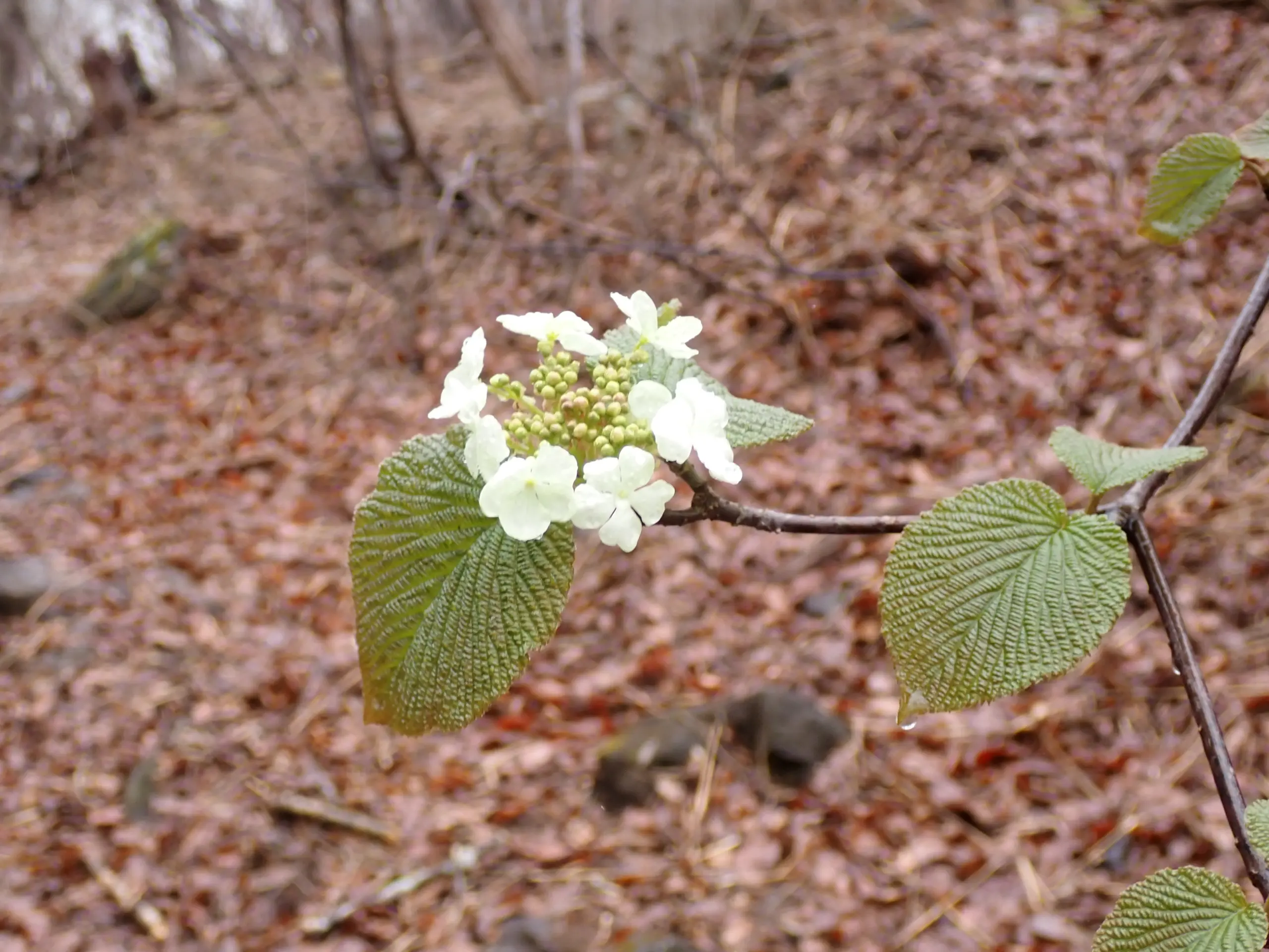 มะลิตาเหลือง