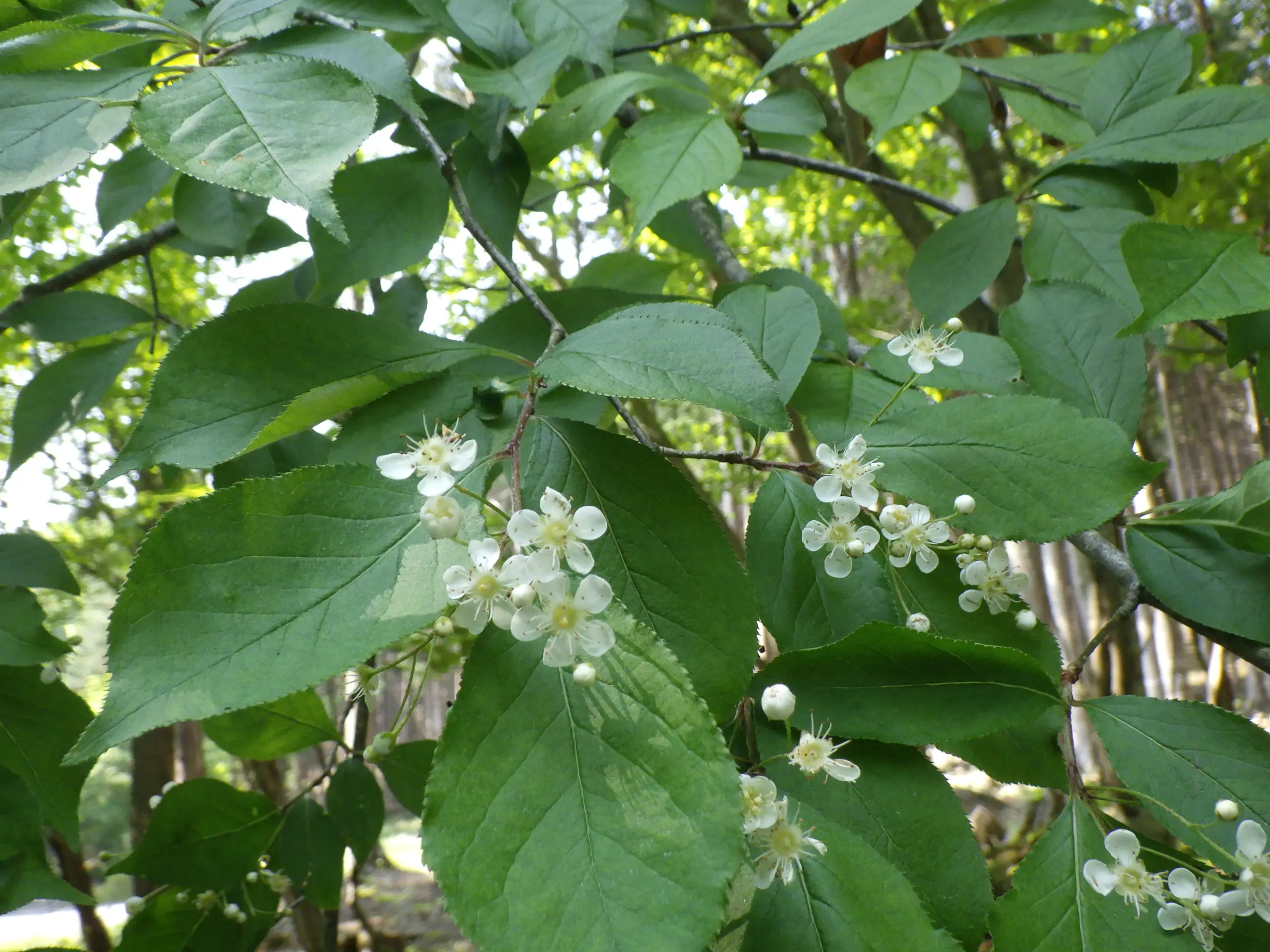 คามัตสึกะ