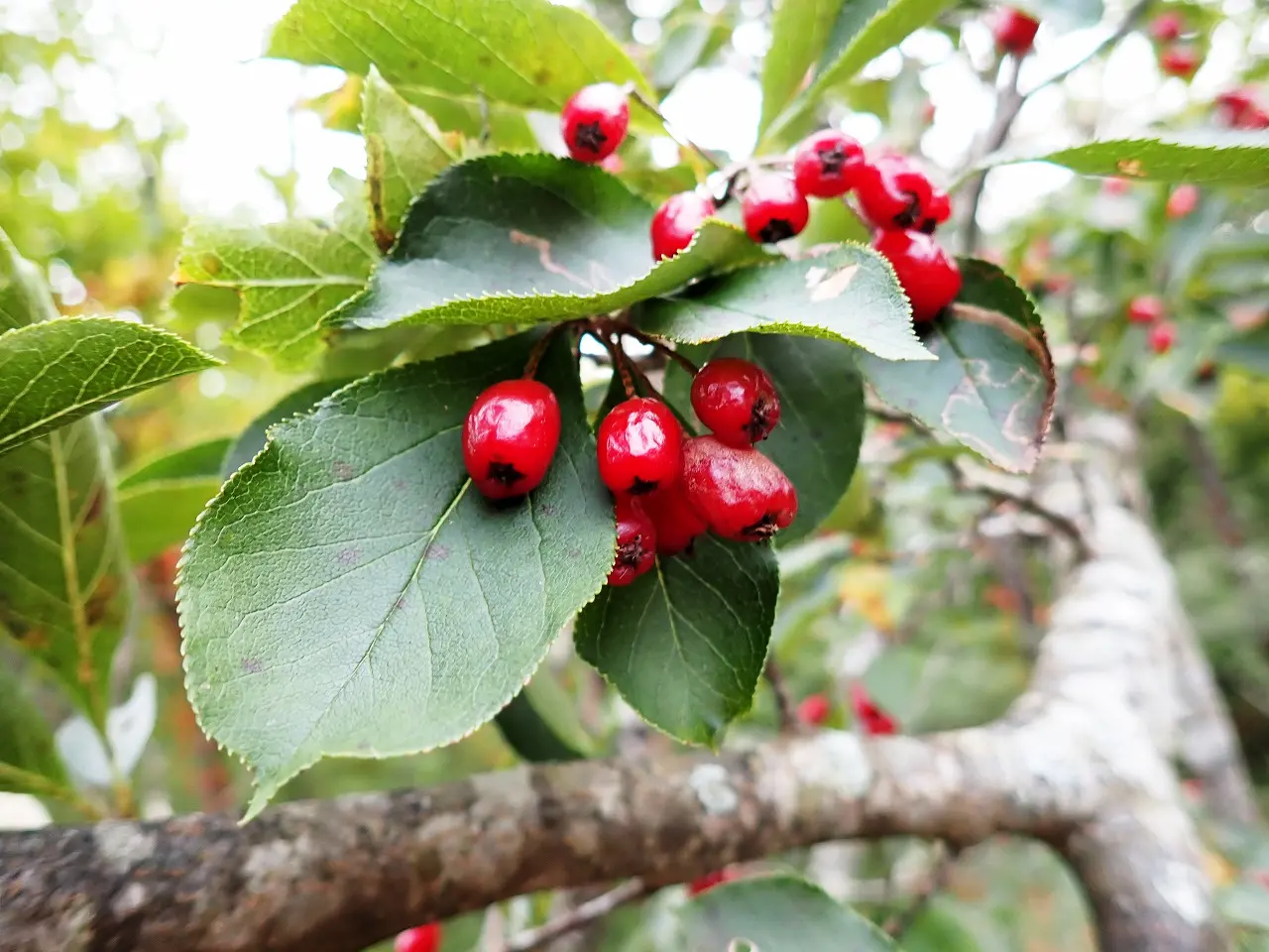 คามัตสึกะ