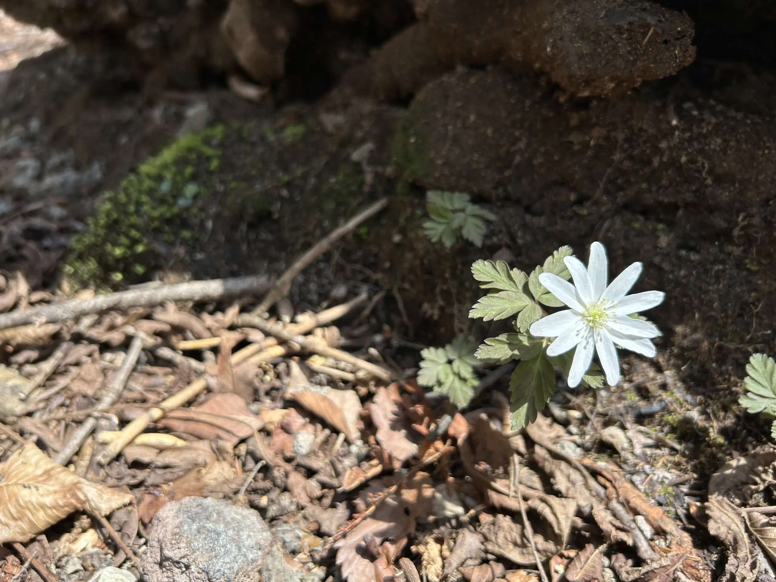 อะนีโมน นิกรา