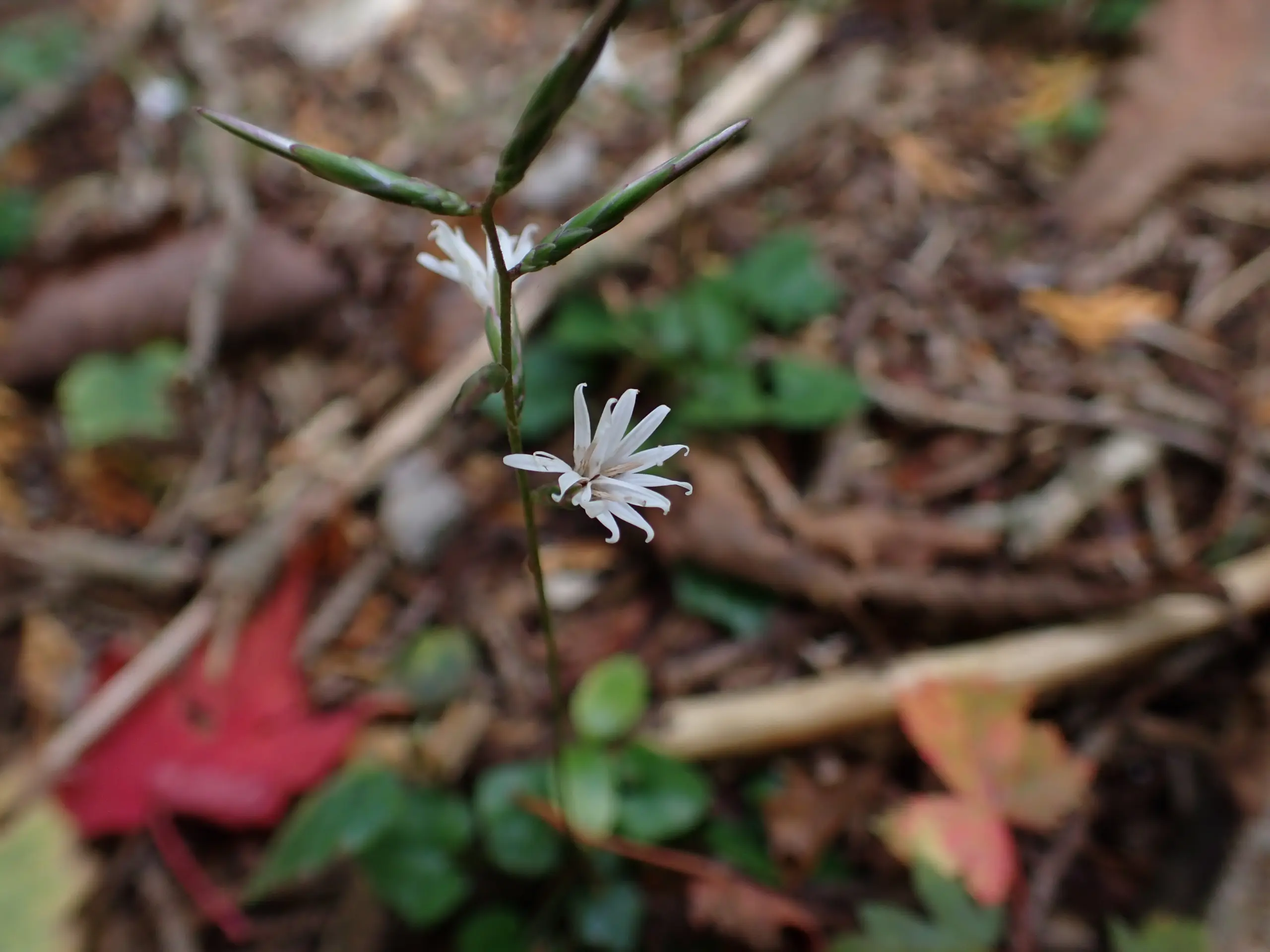 คิกโก ฮูกูมา