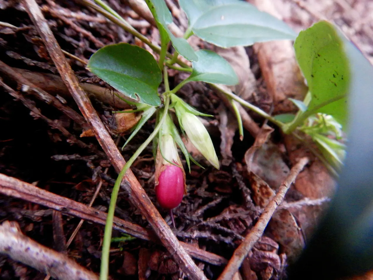 คลิเวีย