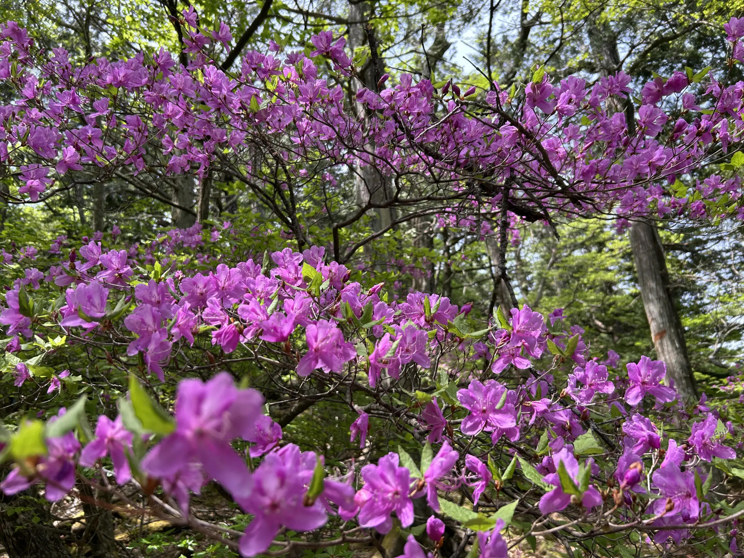 อะซาเลียญี่ปุ่น