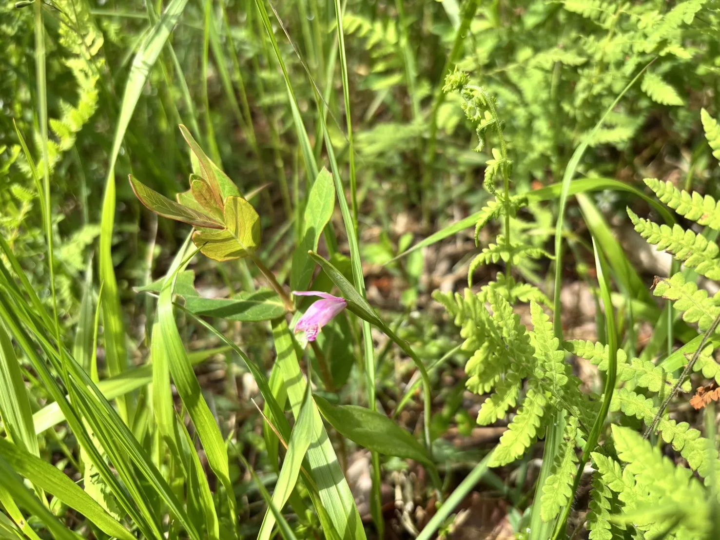 トキソウ