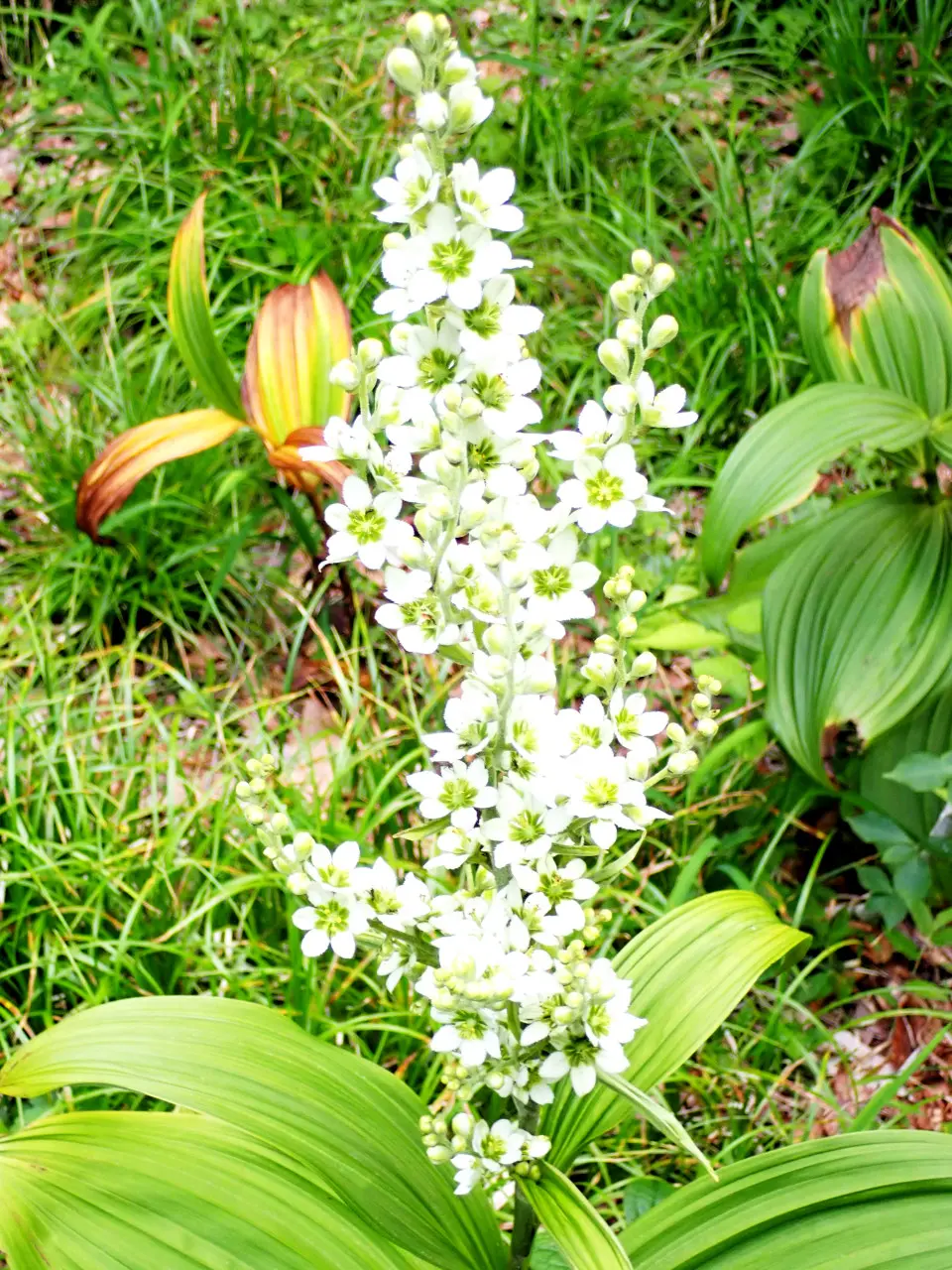 ไบก้า อาซาเลีย