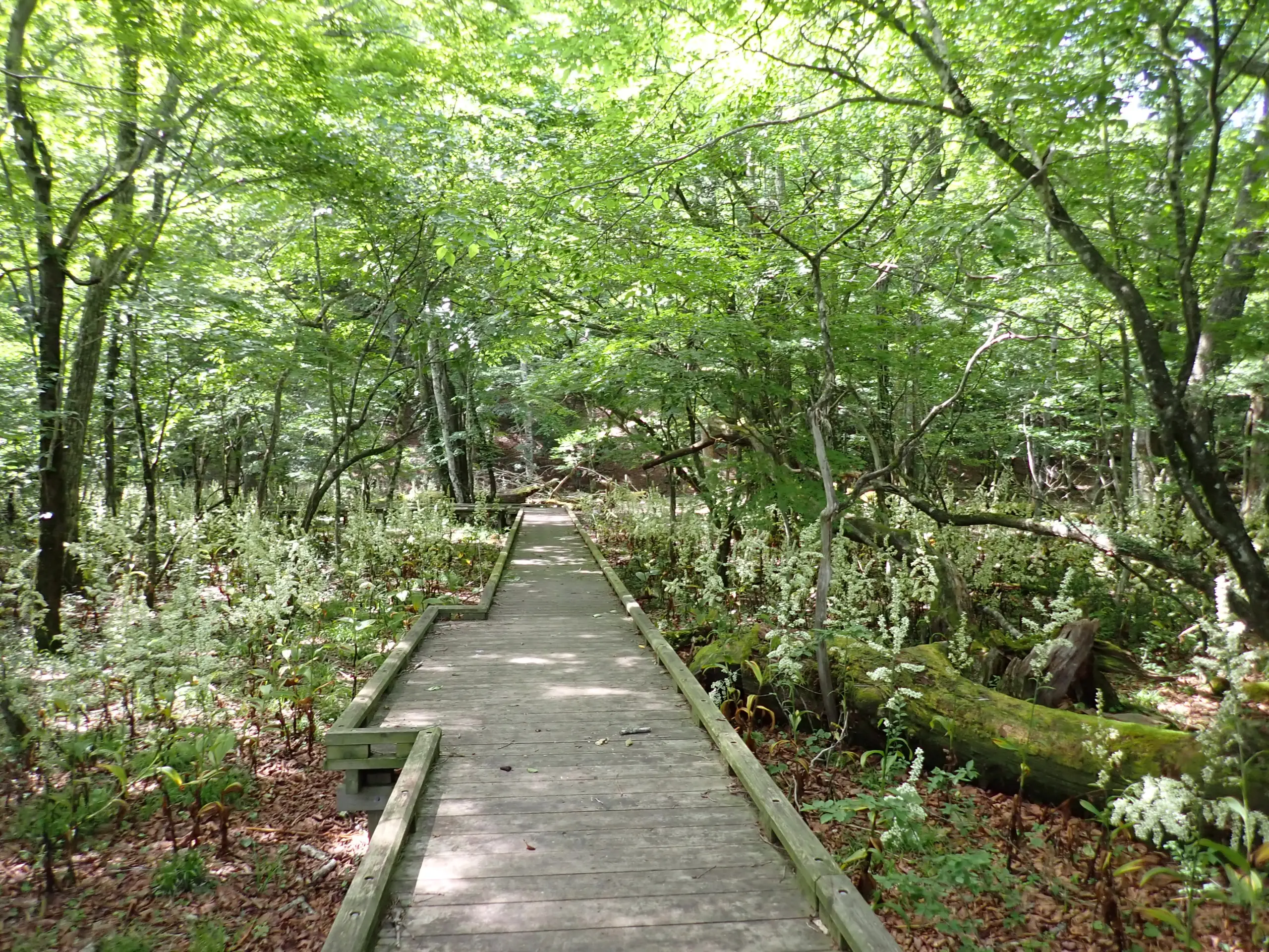 เวราตรัม เวราตรัม