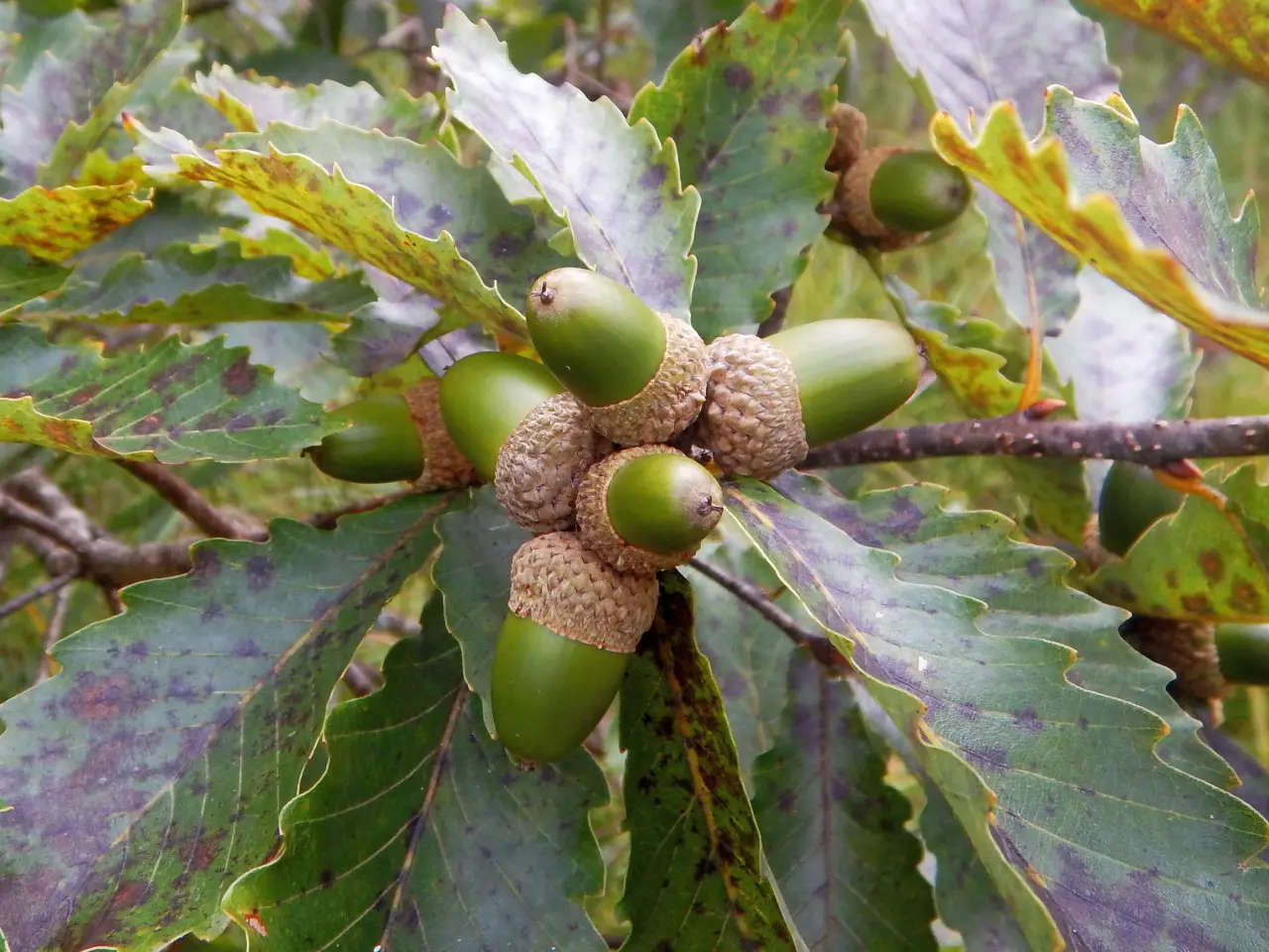 ต้นโอ๊กมิซูนาระ