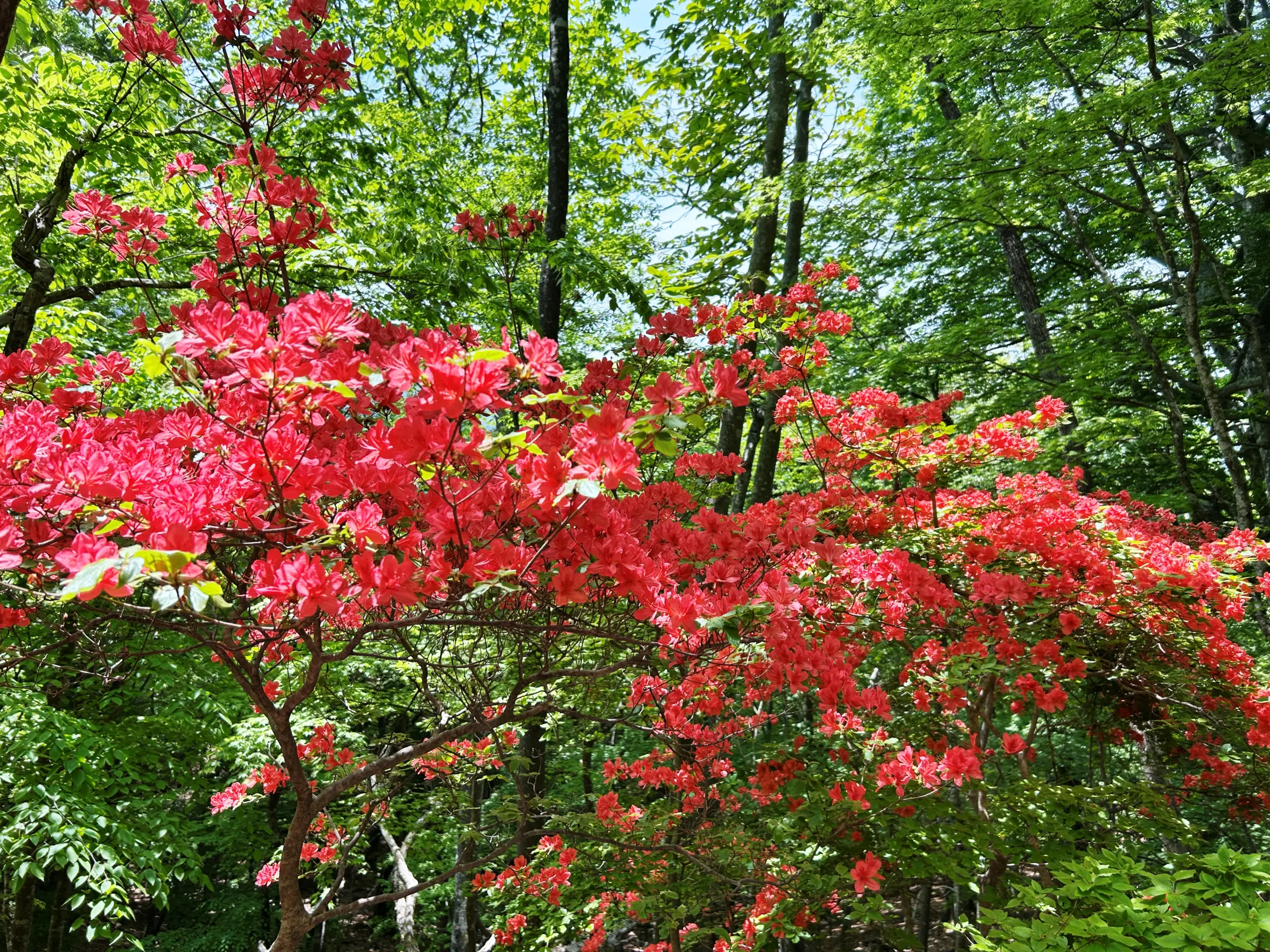 อะซาเลียภูเขา