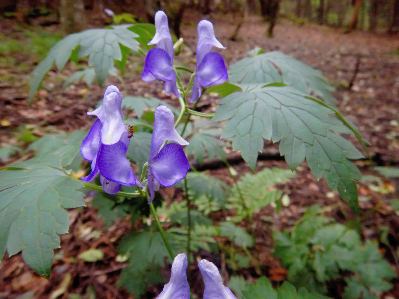 อะโคไนต์