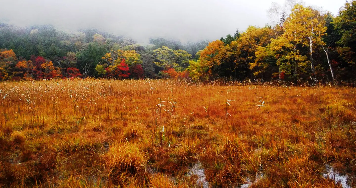 หนองน้ำกก