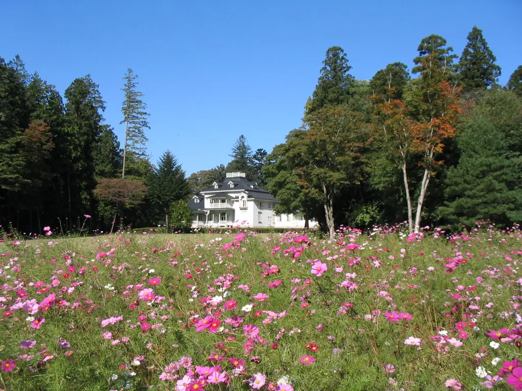 旧青木家那須別邸_コスモス
