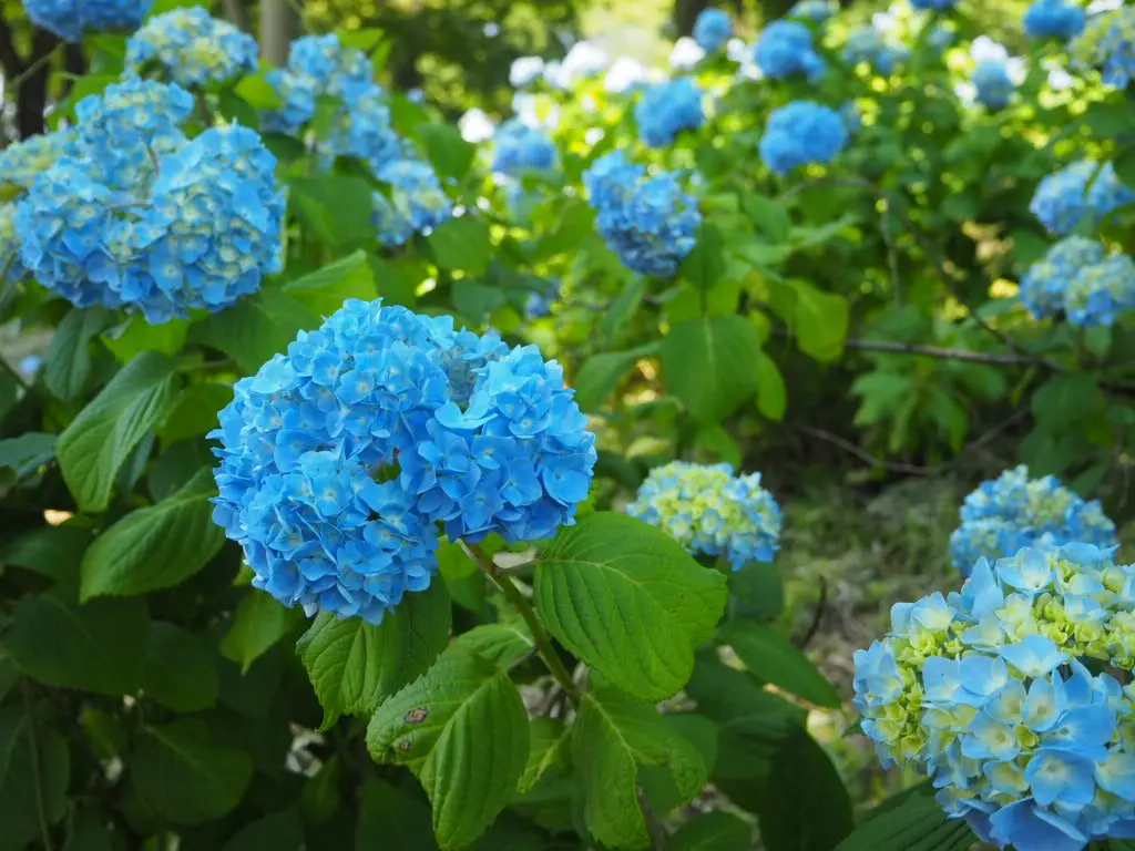 あじさい