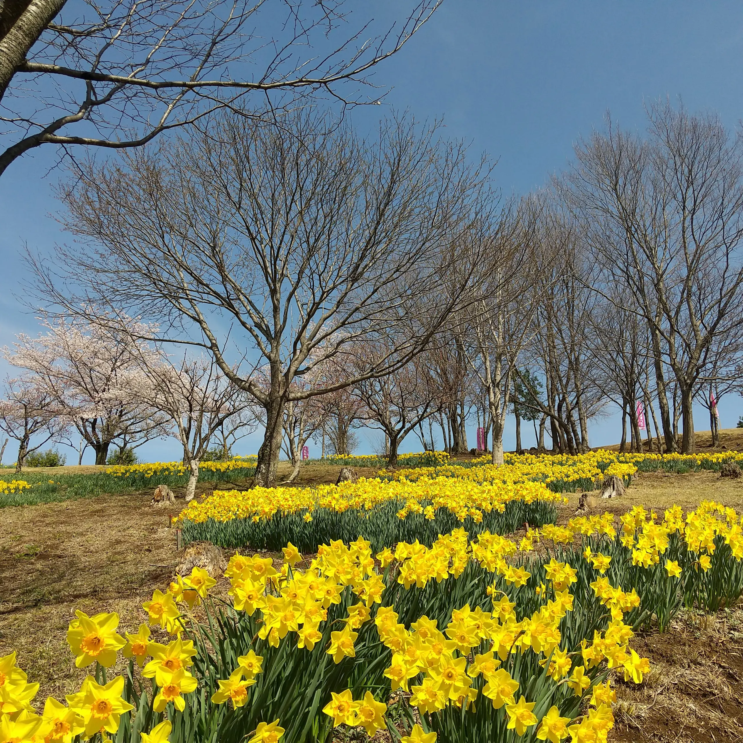 東那須野公園_スイセン