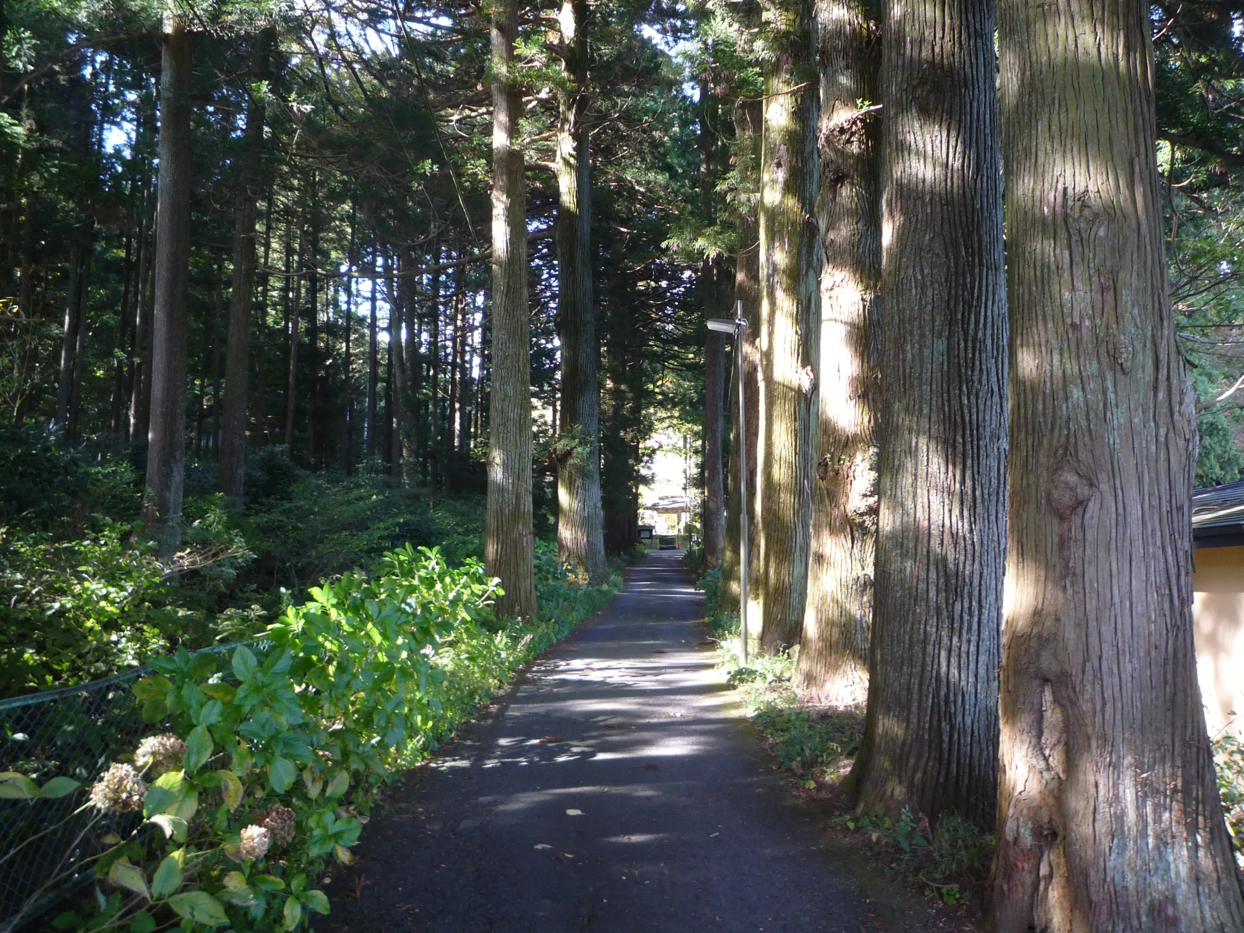 光徳寺門前の杉並木