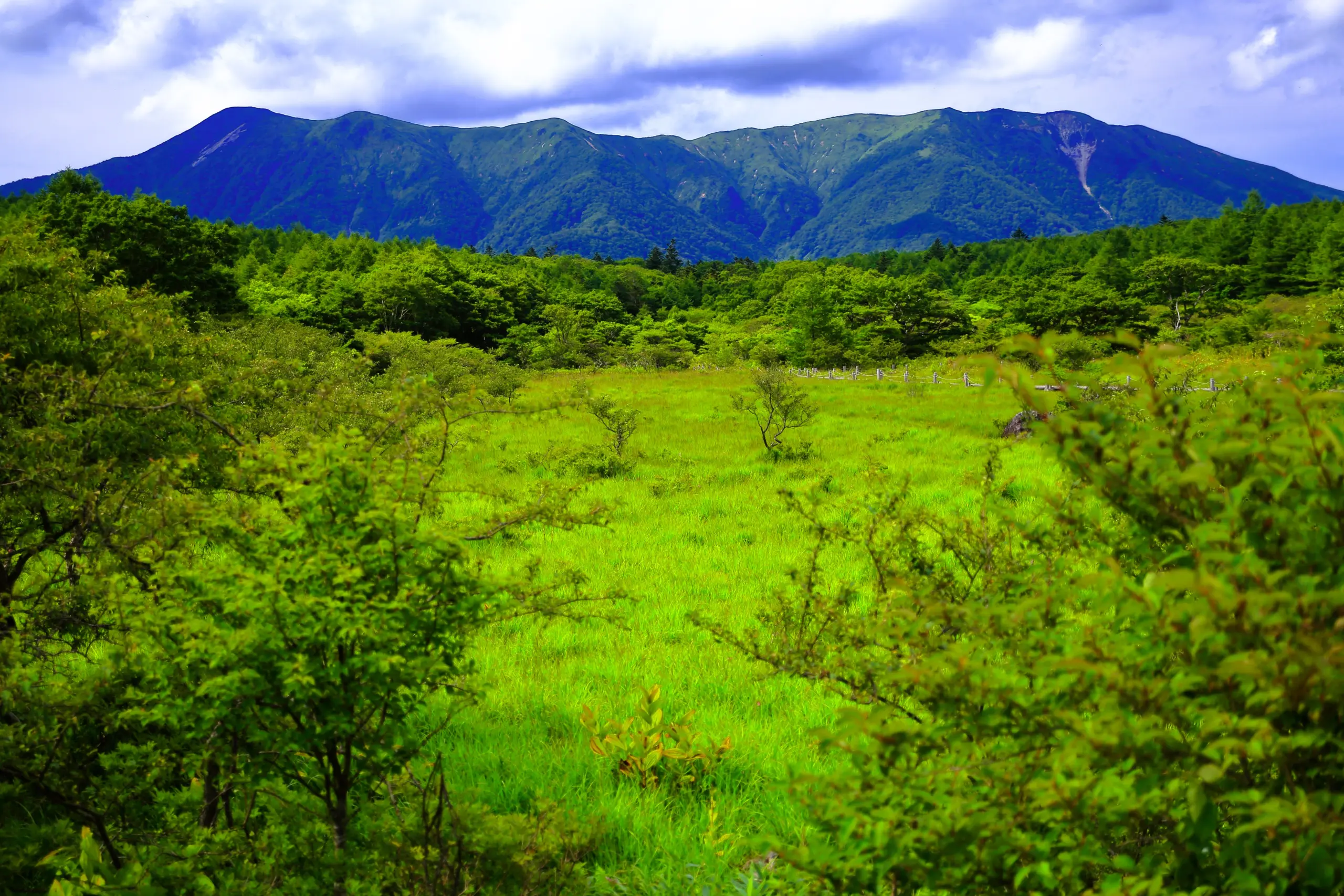 沼ッ原湿原_夏3
