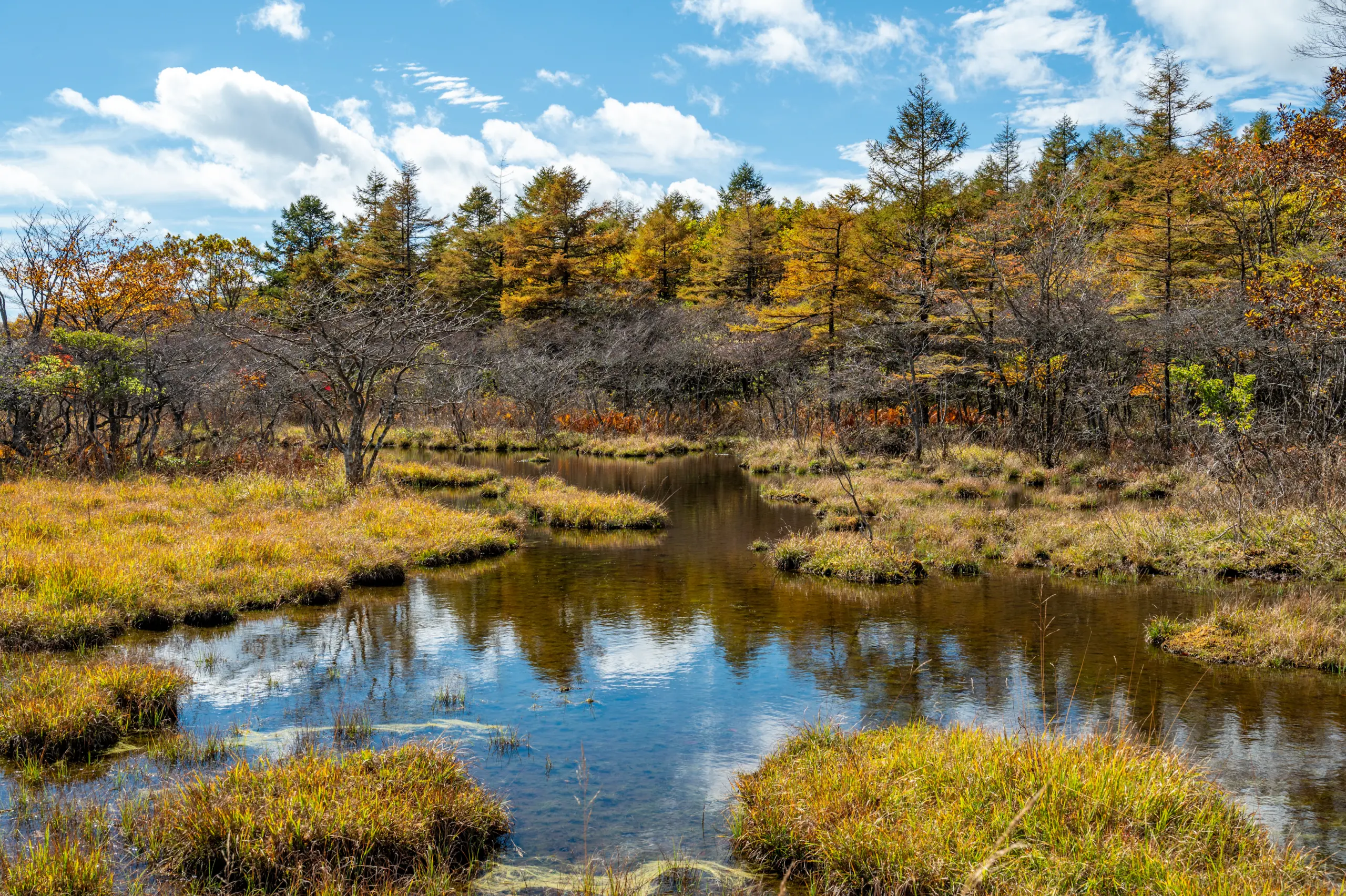 沼ッ原湿原_秋２