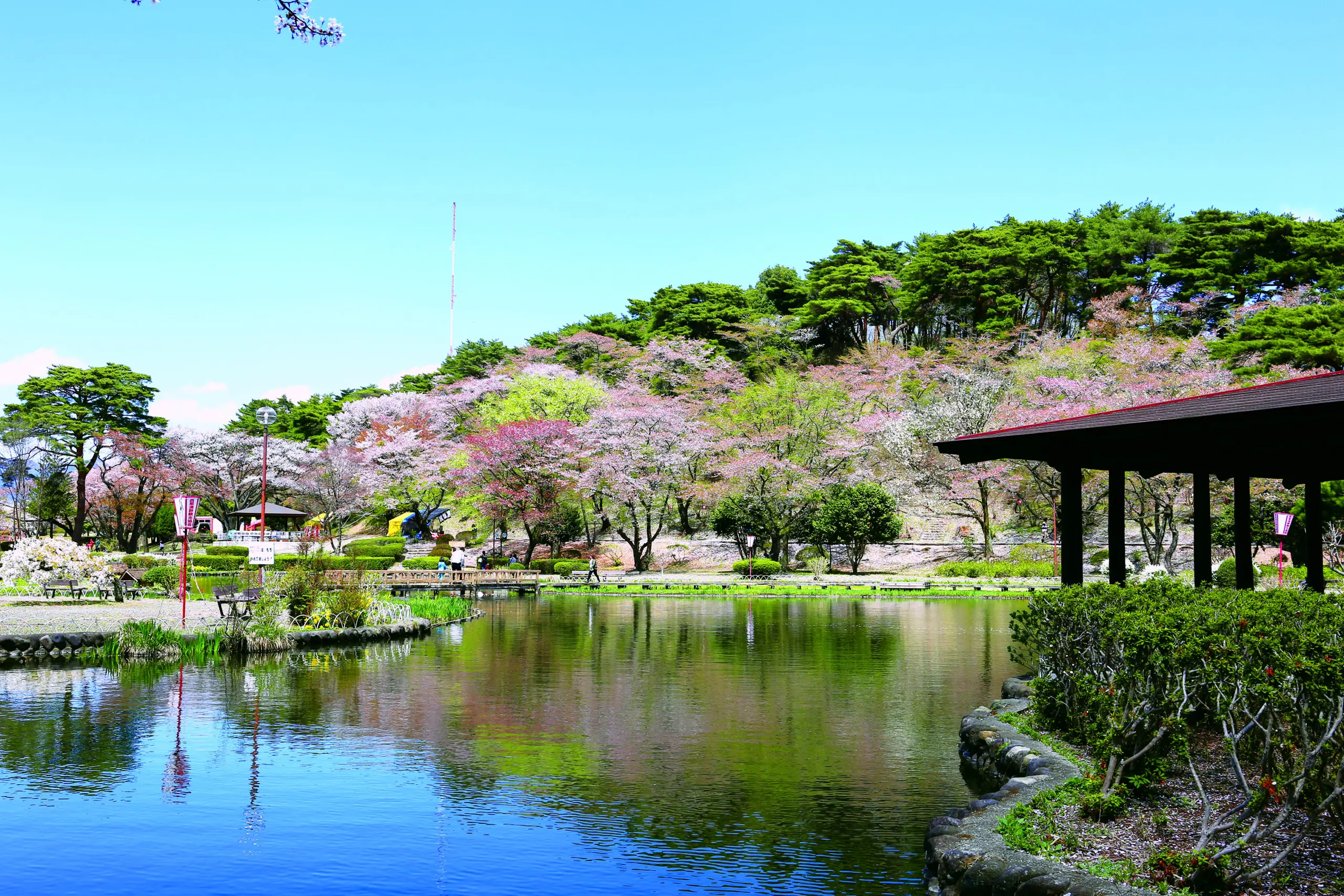 烏ケ森公園_春_桜2