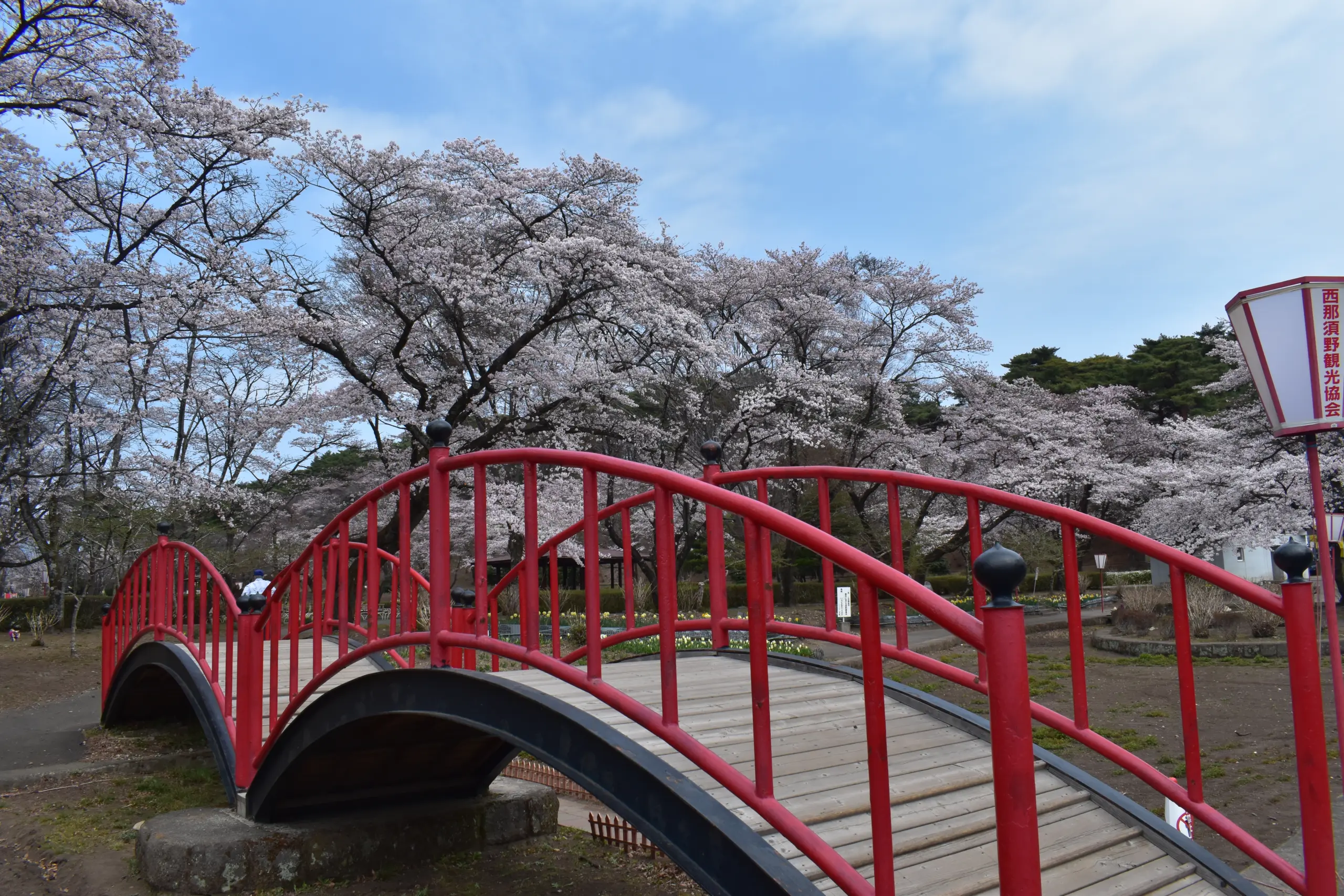 烏ヶ森公園_春_ 桜3